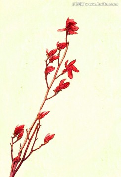 玉兰花油画