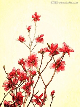玉蘭花油畫