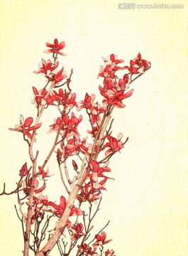 玉蘭花油畫