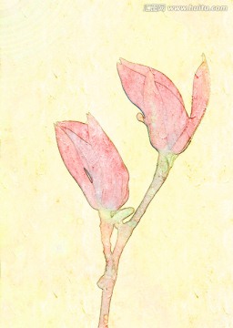 玉蘭花油畫