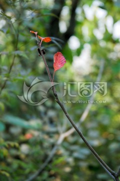 秋天的紅葉