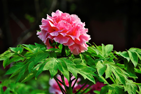 粉红芍药花朵