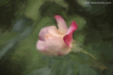 油畫(huà) 花朵