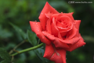 雨中玫瑰