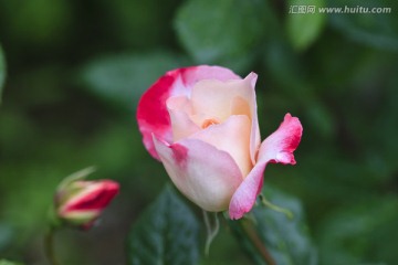 花朵