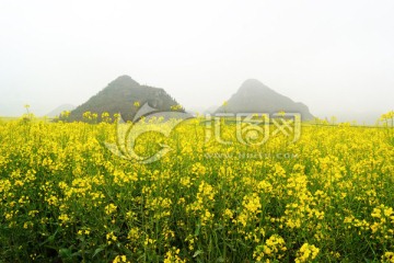 云南罗平油菜花田