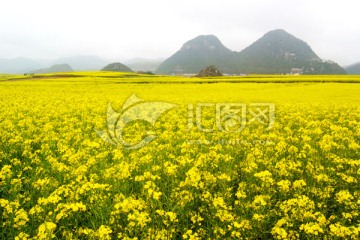 云南罗平油菜花田