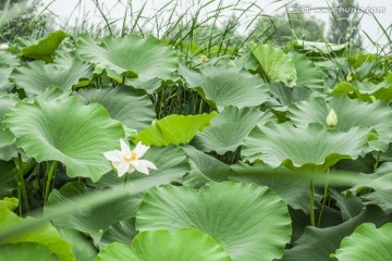 生机勃勃荷叶白花