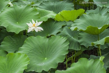 众荷叶托白花