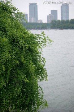 湖边 绿树