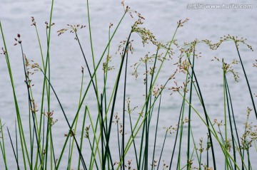 水草 草叶