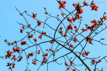 蓝天木棉花