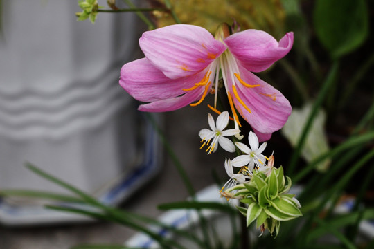 粉色韭兰花