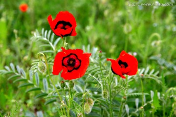 天山红花