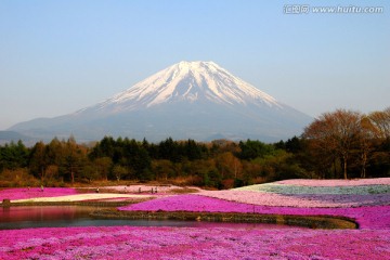 花海