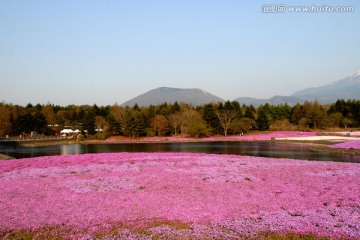 花海