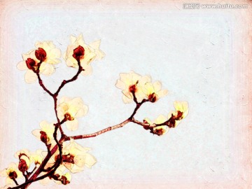玉蘭花油畫(huà)