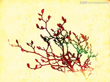 玉蘭花油畫