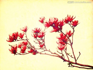 玉蘭花油畫