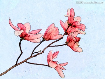 玉蘭花油畫