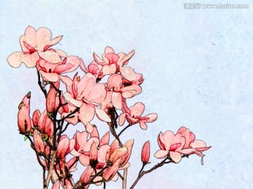玉蘭花油畫(huà)