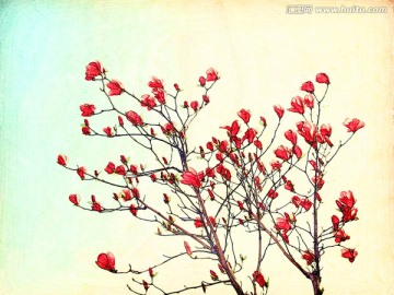 玉蘭花油畫