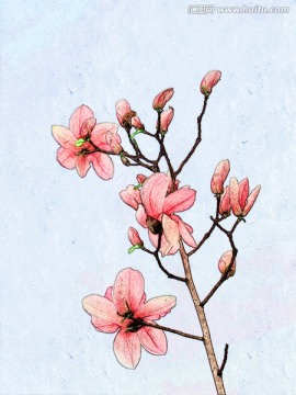 玉蘭花油畫