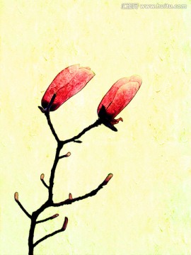 玉蘭花油畫