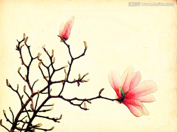 玉蘭花油畫