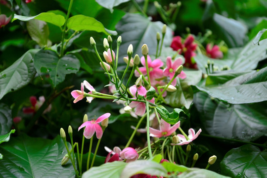 高清 植物 花朵 精致花朵