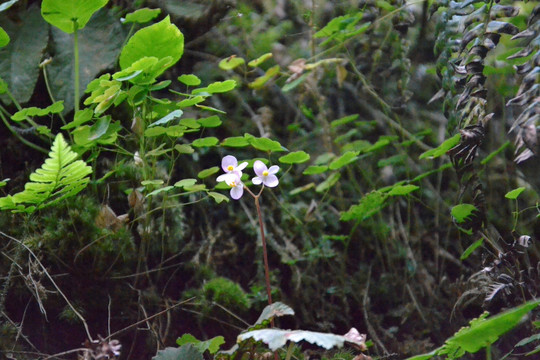 高清花朵