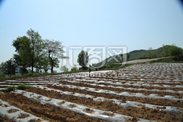 田野风景