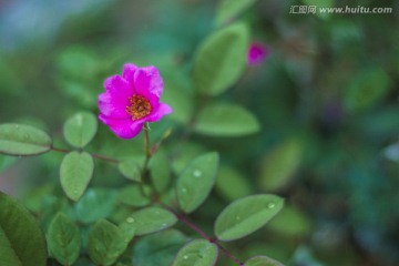 大红月季花水滴