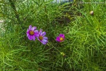 格桑花