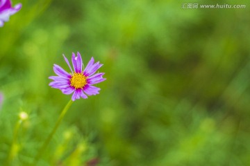 格桑花