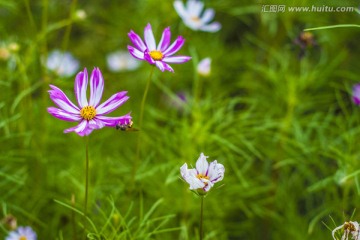 格桑花