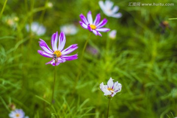 格桑花