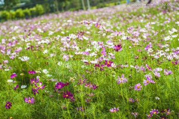 格桑花