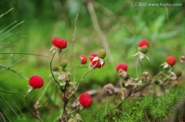 野草莓