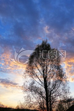 夕阳暮色柳树