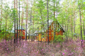 杜鹃树林童话木屋