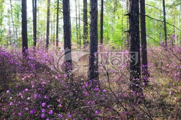 杜鹃花盛开的松林