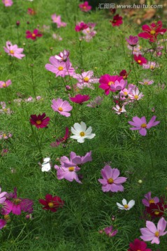 花草 花丛 花海 小花