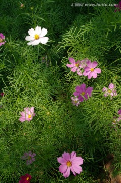 小花 花草 花丛 花园