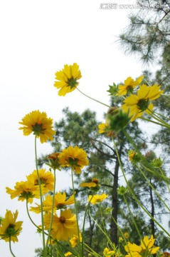 小黄花 雏菊 花丛 花海