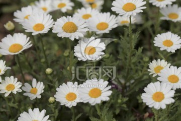 雏菊 小雏菊