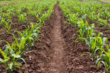 玉米田 整齐的玉米幼苗 田园