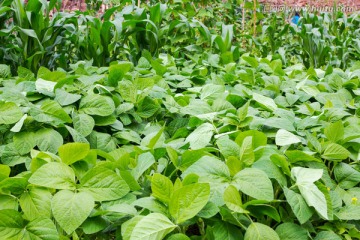 大豆种植 黄豆种植 黄豆地