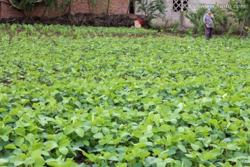 黄豆田 黄豆种植 种植大豆