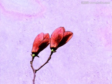 玉蘭花油畫